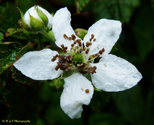 {Rubus canadensis}
